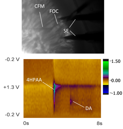Figures showing electrode position as well as a color plot showing release of 4HPAA and dopamine