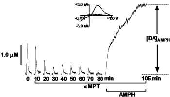 Figure showing dopamine release over time after treatment with alpha-methyl-p-tyrosine followed by methamphetamine to quantify release of dopamine from reserve pools.d