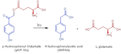 Figure showing reaction of pHP-glutamate with light to form 4HPAA and L-glutamate